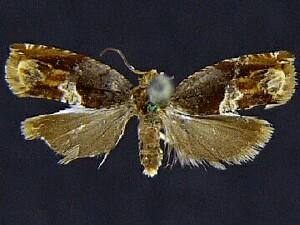 Ancylis muricana