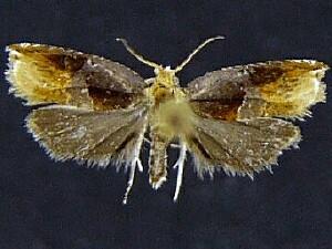 Ancylis muricana