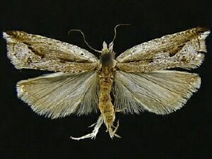 Ancylis diminuatana