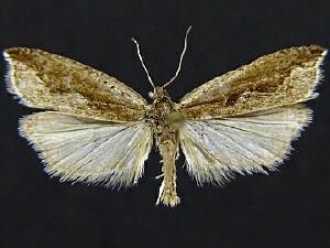 Ancylis diminuatana