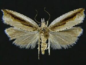 Ancylis goodelliana