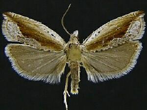 Ancylis goodelliana