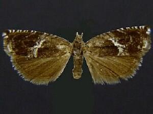 Ancylis albafascia