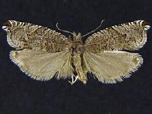 Ancylis unguicella