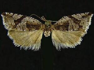 Ancylis pacificana