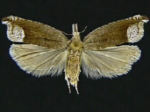 Ancylis tineana