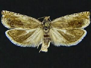 Hystrichophora roessleri