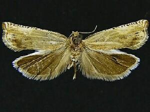 Hystrichophora roessleri