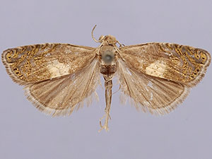 Dichrorampha simulana