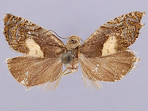 Dichrorampha simulana