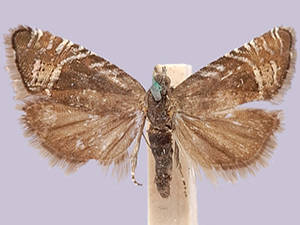 Ephippiphora caeruleana