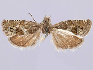 Ephippiphora imitativa