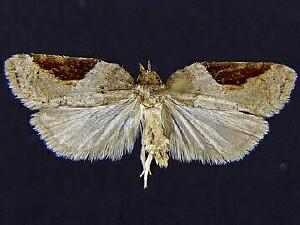 Acleris macdunnoughi