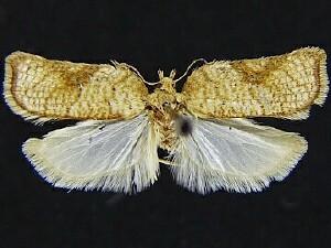 Acleris cervinana