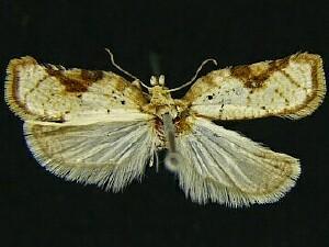 Acleris cervinana