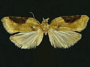 Acleris viburnana