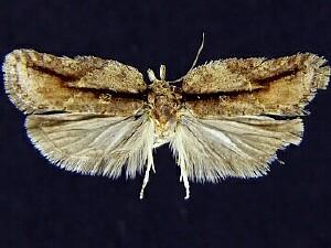 Acleris variegana