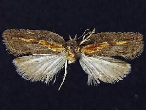 Acleris pulverosana