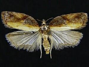 Acleris robinsoniana