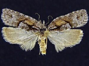 Acleris senescens