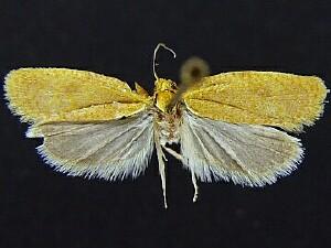 Acleris minuta