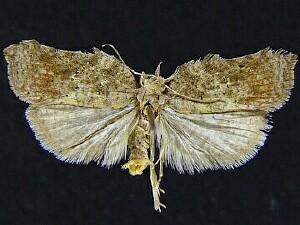 Acleris effractana