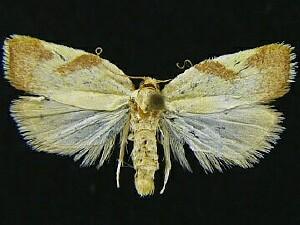 Acleris foliana