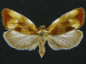 Eulia ministrana