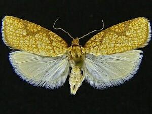 Dorithia trigonana