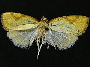 Dorithia peroneana