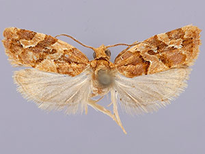 Argyrotaenia hodgesi