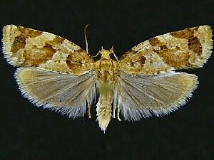 Argyrotaenia montezumae