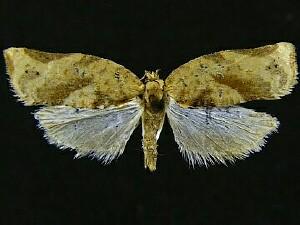 Argyrotaenia montezumae