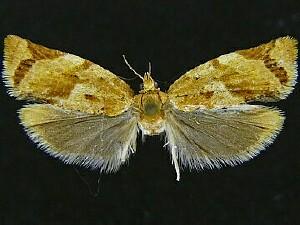 Argyrotaenia montezumae