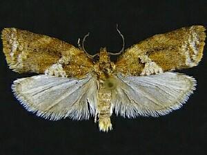 Argyrotaenia repertana