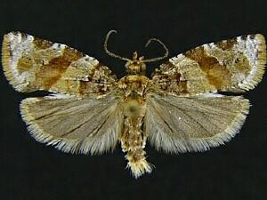 Argyrotaenia pinatubana