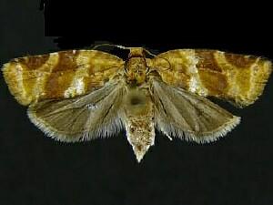 Argyrotaenia pinatubana