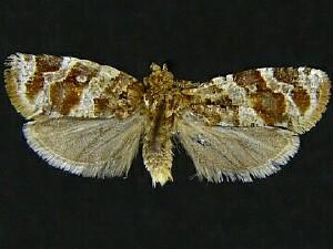 Argyrotaenia tabulana