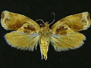 Argyrotaenia amatana