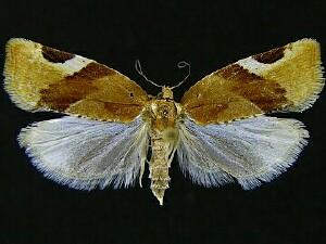 Argyrotaenia coloradana