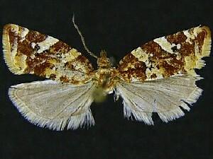 Argyrotaenia niscana