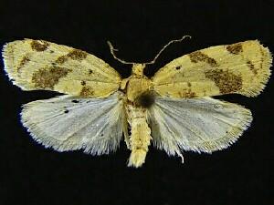 Argyrotaenia dorsalana