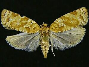 Argyrotaenia martini