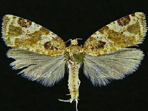 Argyrotaenia martini