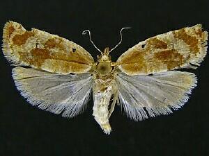 Argyrotaenia graceana