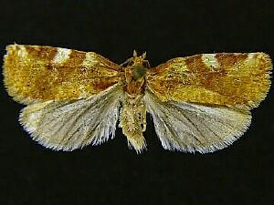 Archips argyrospila