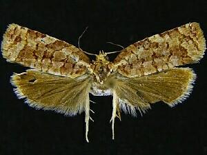 Archips georgiana