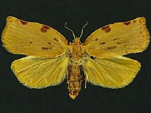 Archips cerasivorana