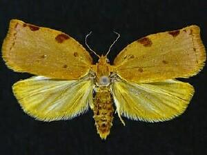 Archips rileyana