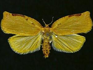 Archips rileyana